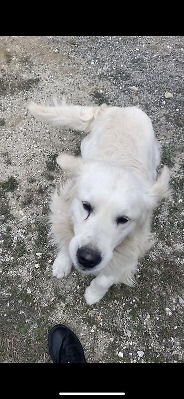 İtlər: Retriver temiz Ev itidir dil kamanda bilir oynamagi sevir remensiz — 8