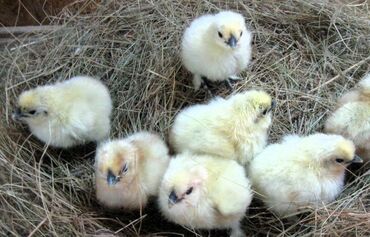 китайский шелковый куры: Продам подростков цыплят Китайский шелк
