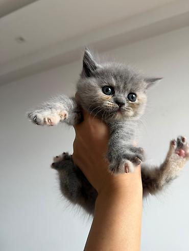 ragdoll pisik: Şotland yastı qulaq — 2