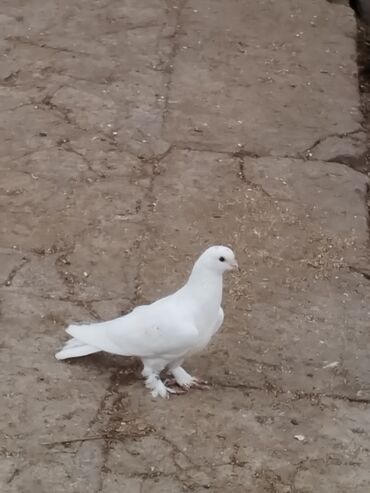 Heyvan Bakıda pirşağıdadi tam sağlam heyvandi qızğın erkeydi