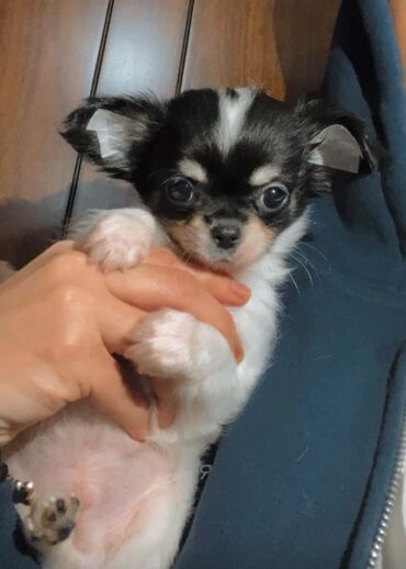 İtlər: Çixuahua, 2 ay, Erkek, Peyvəndli — 8