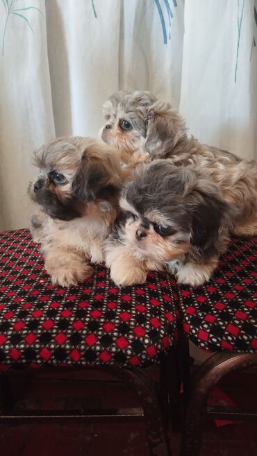 it ucun xaltalar: Pekines, 2 ay, Erkek, Ödənişli çatdırılma