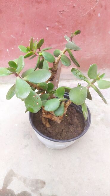 bezek bitkisi: Pul ağacı