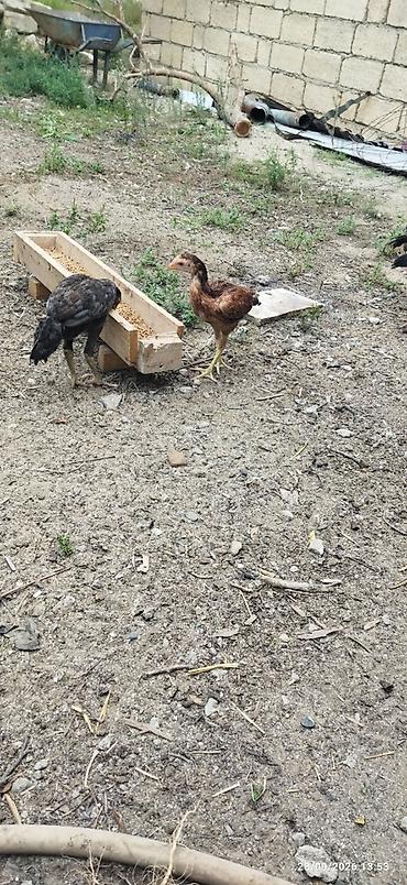heyrati becesi: Ataları qaragöz cinsi anası türk yapon sintezi fərələr 30m40m becələr — 8