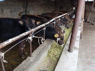 Коровы, быки: Продаю | Бык (самец) | Швицкая | На откорм — 2