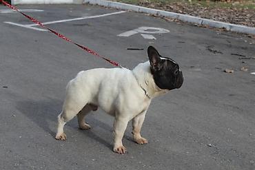 Psi: Francuski Buldog štenci Odgajivačnica UŠTICA ima u ponudi štence rase na lalafo.rs — 8 Psi: Francuski Buldog štenci Odgajivačnica UŠTICA ima u ponudi štence rase — 8