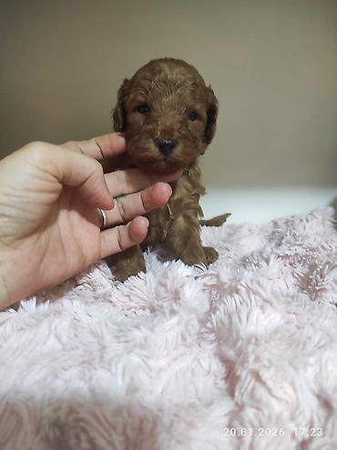 İtlər: Pudel — 17