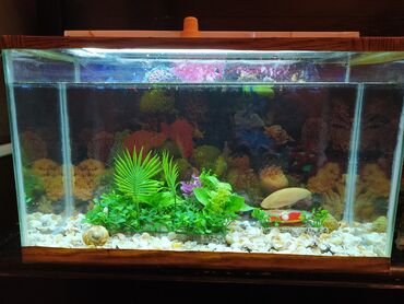 akvarium baliqi: Dördbucaq akvarium, Balıqlarla birlikdə, 1 l