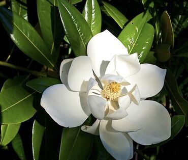 Çöl bitkiləri: Nömrəsi ilə əlaqə saxlayın‼️ Magnolia ağacları🌲Həmişə yaşıl💚Böyük olur