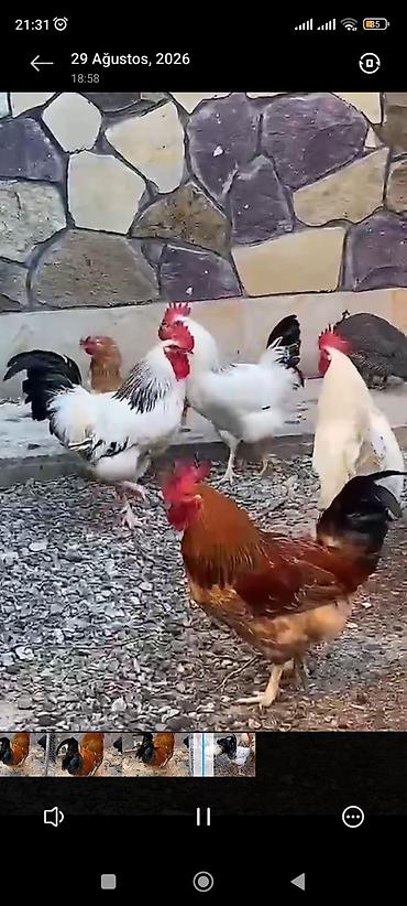 quş xana: Kənd xoruzları 2 kq 2.500 kq çəkiləri var 8 ayliq 14 aylıq olallar — 2