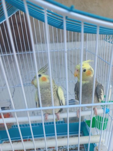 qus nomreleri: 1ilikdi erkəy dişi kletkaları hamısı var yumurtama qabı var