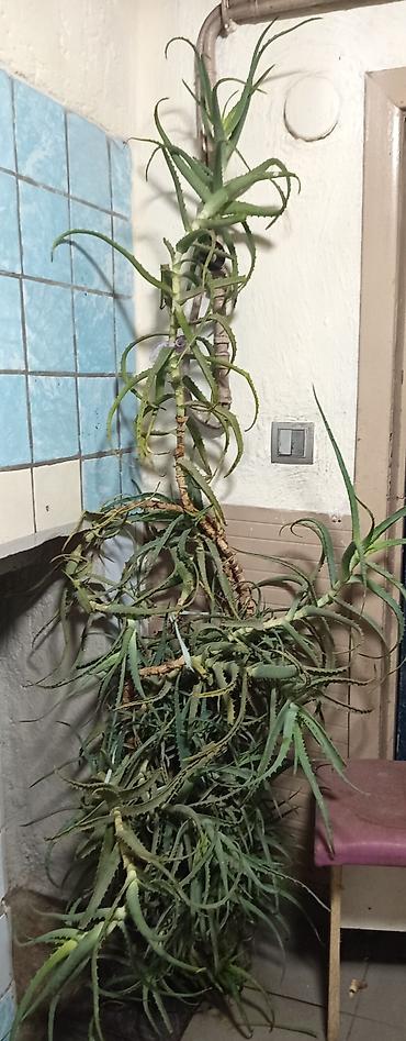 цветы алое: Алоэ (Aloe arborescens) — крупное взрослое комнатное растение в — 2