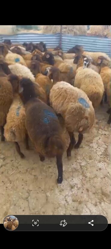 ingilis setter it cinsinin digər adı: Tecili bordag quzulari satilir diri ceki xirda 9.5 iri 8.5 cox goturen