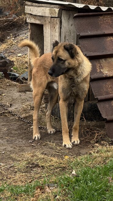 Вязка собак: Вязка: Самец, 4 года, С родословной