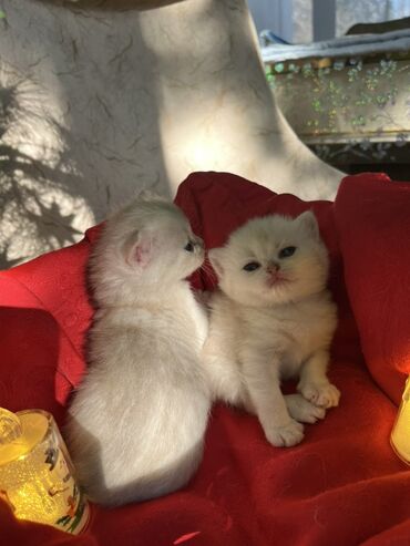 Pişiklər: Britan, Erkək, Dişi — 3