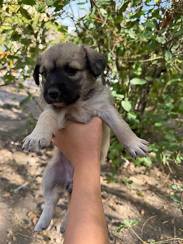 Отдам даром собаку: 🐾 7 чудесных щенят ищут добрые руки! 🐾❤️ Отдаём семерых здоровеньких — 6