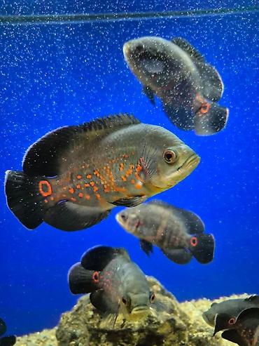 Продаю астронотусов (Глазчатый астронотус (Astronotus ocellatus) -