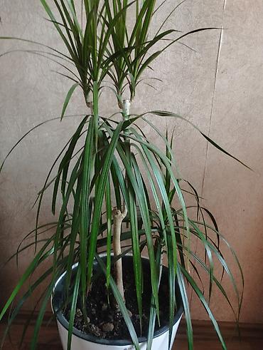 драцены: Драцена маргината (Dracaena marginata), крупное комнатное растение в — 2