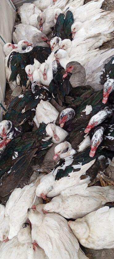 Ördəklər: Təcili satılır.Real alıcılar əlaqə saxlaya bilər — 31