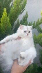 pişik yuvaları: Şinşilla, Erkək, Ödənişli çatdırılma