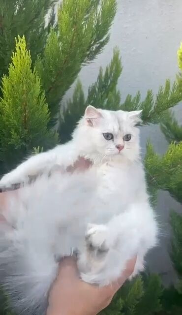 британская шиншилла: Шиншилла, Самец