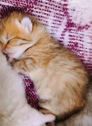 Pişiklər: Şinşilla, Erkək, Cütləşmə üçün — 9