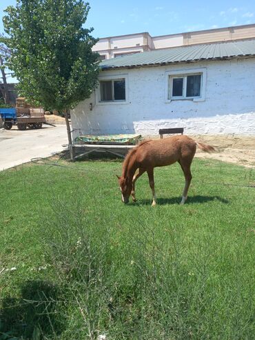 at nalı satışı v Azərbaycan | Heykəlciklər: Cin at satilir