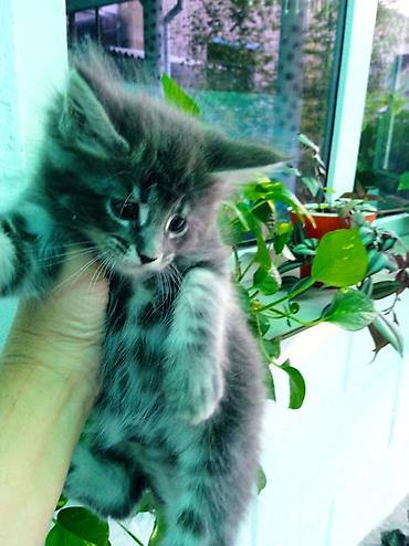 рыжий кот: Шикарные котята мейкуны, окрасы голубого мрамора, черный мрамор — 8