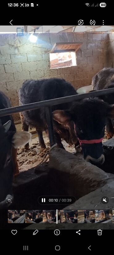 Коровы, быки: Продаю | Бык (самец) | Полукровка | На откорм | Привязанные — 10