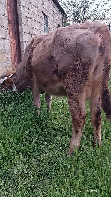 Inəklər, öküzlər: Simental tipli dişi inək - Rəng: açıq-qəhvəyi və ağ ləkəli - Sağım — 3