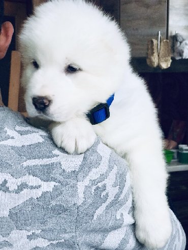 İtlər: Алабай (Alabay) Племенной питомник предлагает щенков среднеазиатской — 27