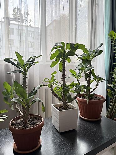 Самовывоз