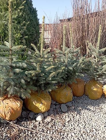 саженцы можевельник питовник: Ель голубая (Picea pungens), саженцы в контейнерах и с комом земли. - — 2