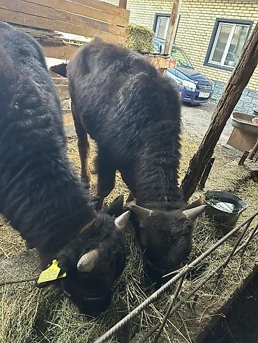 Коровы, быки: Продаю | Бык (самец) | На откорм | Привязанные — 9