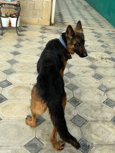İtlər: Alman çoban iti, 1 il, Dişi, Peyvəndli — 4