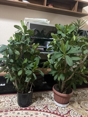 перчат: Эуфорбия Милла (Молочай Миля) — крупные комнатные растения в горшках