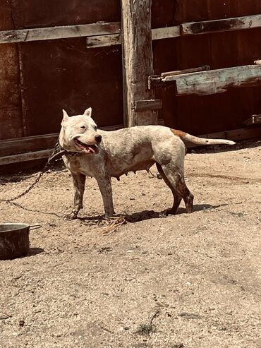 İtlər: Pitbul, 2 il, Dişi, Peyvəndli, Ünvandan götürmə