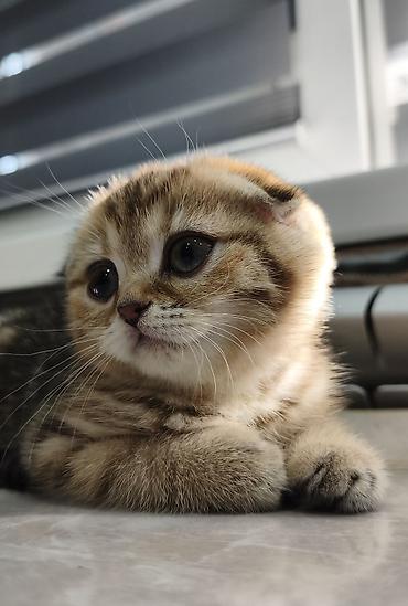 Продажа кошек: Скотиш Фолд (Шотландская вислоухая), 2 месяца, Девочка — 3
