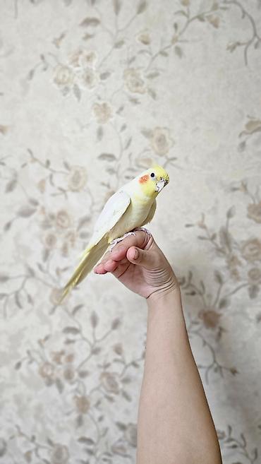 papag sekili: Erkek karelladir qizili qefesle birlikde satiram karella ele oyresib — 3