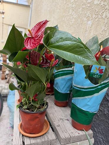 Антуриумдар: Антуриум (Anthurium) в горшке - Яркие глянцевые прицветники — 4