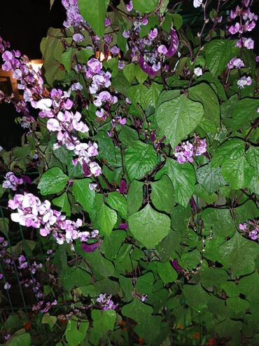 Другие комнатные растения: Продаю семена (5с-шт) 10 шт -50 сом Долихос пурпурный Гиацинтовые бобы