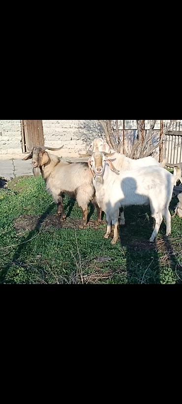Козы, козлы: Продаю | Коза (самка) | Полукровка, Зааненская, Нубийская | Для разведения — 1