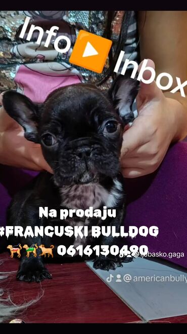 helanke vogele l: Na prodaju #FRANCUSKI BULLDOG 🐕‍🦺🦮🐕