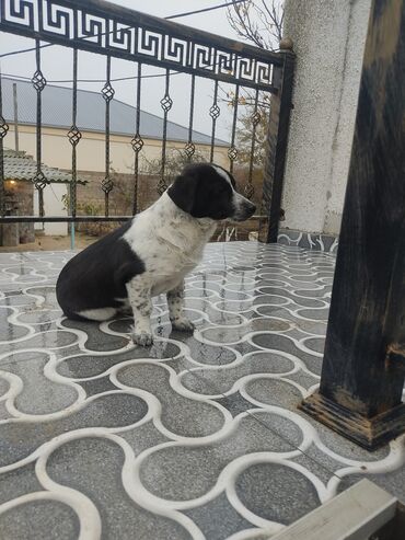 İtlər: Zvonok, 8 ay, Dişi — 7