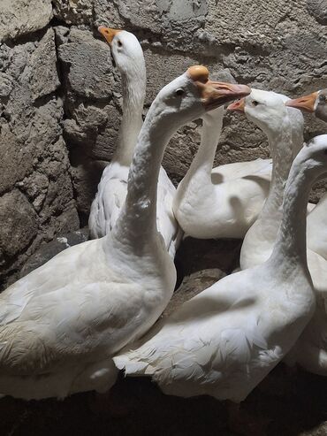 Qazlar: Erkək, Ətlik, Ünvandan götürmə — 8