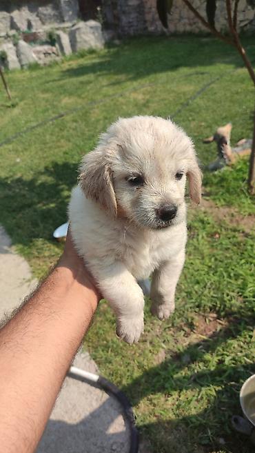 itlee: Retriever, 1 ay — 9