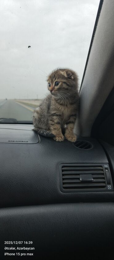 Pişiklər: Şotland — 9