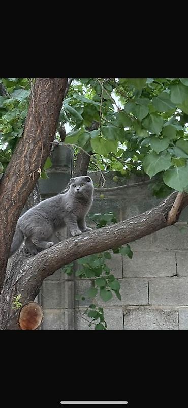 кошки сиамская: Скотиш Фолд (Шотландская вислоухая), 2 года, Мальчик, Голубой, Приучена к лотку — 1