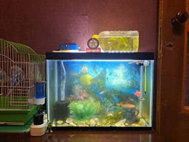 аквариум баку: Akvarium satılır 46uzunu 22eni 35hündürlüyü qiymete işığı və qapağıda