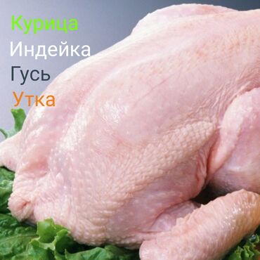 мясо кролика цена за 1 кг: (Халал) Продажа Мясо Домашних Птиц Курицы Индейки Утки Гуси перепела